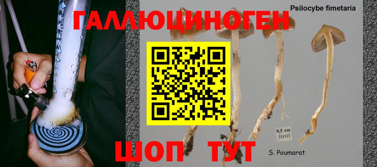 Галлюциногенные грибы GOLDEN TEACHER  Псилоцибиновые грибы прущие грибы  Вход с VPN  Новошахтинск 